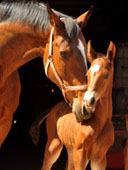 Hengstfohlen von Saint Cyr x Red Patrick xx