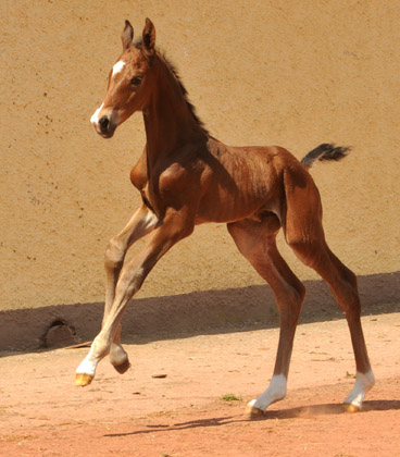 at the age of 6 hours: Trakehner Colt by Saint Cyr  u.d. Pr. u. St.Pr.St. Guendalina von Red Patrick xx