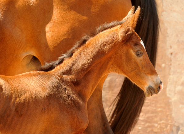  - Foto: Beate Langels - Trakehner Gestt Hmelschenburg