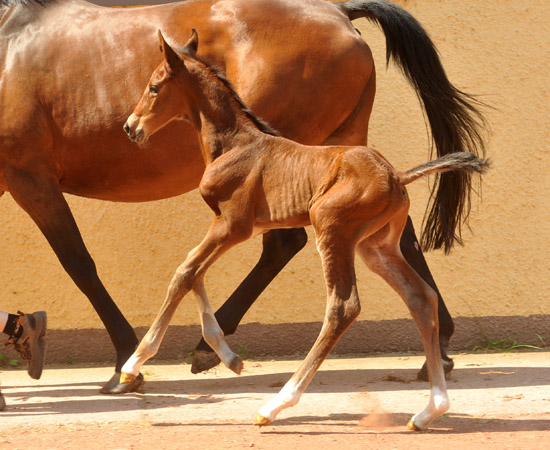 at the age of 6 hours: Trakehner Colt by Saint Cyr  - Foto: Beate Langels - Trakehner Gestt Hmelschenburg