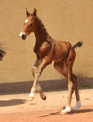  - Foto: Beate Langels - Trakehner Gestt Hmelschenburg