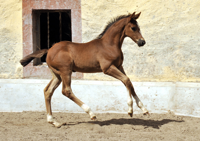 STrakehner Filly by Saint Cyr out of Pr.St. Tavolara by Exclusiv - Trakehner Gestt Hmelschenburg Beate Langels