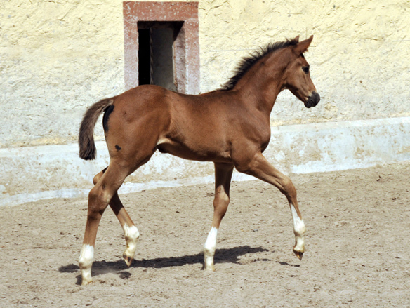 Trakehner Filly by Saint Cyr out of Pr.St. Tavolara by Exclusiv - Trakehner Gestt Hmelschenburg Beate Langels