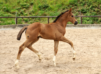 Trakehner Filly by Saint Cyr out of Pr.St. Tavolara by Exclusiv - Trakehner Gestt Hmelschenburg Beate Langels