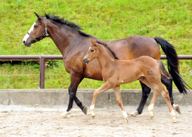 Trakehner Filly by Saint Cyr out of Pr.St. Tavolara by Exclusiv - Trakehner Gestt Hmelschenburg Beate Langels