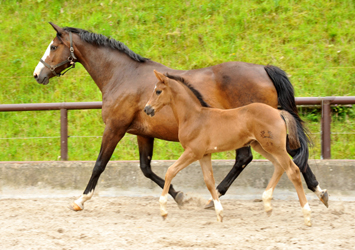 Trakehner Filly by Saint Cyr out of Pr.St. Tavolara by Exclusiv - Trakehner Gestt Hmelschenburg Beate Langels