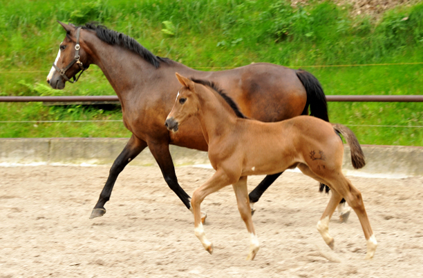 Trakehner Filly by Saint Cyr out of Pr.St. Tavolara by Exclusiv - Trakehner Gestt Hmelschenburg Beate Langels