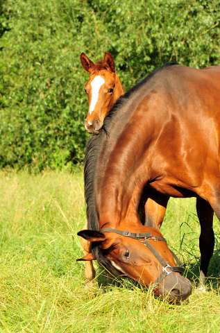 Karida und ihre Tochter Karanea v. High Motion - Foto: Beate Langels - Trakehner Gestt Hmelschenburg