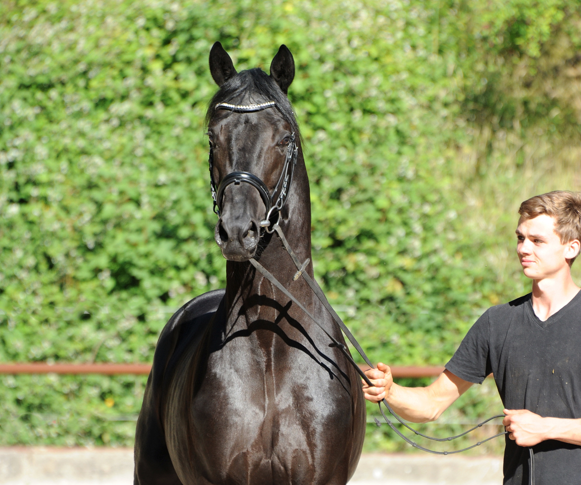 Juni 2022 - Trakehner Gestt Hmelschenburg  - Foto: Beate Langels