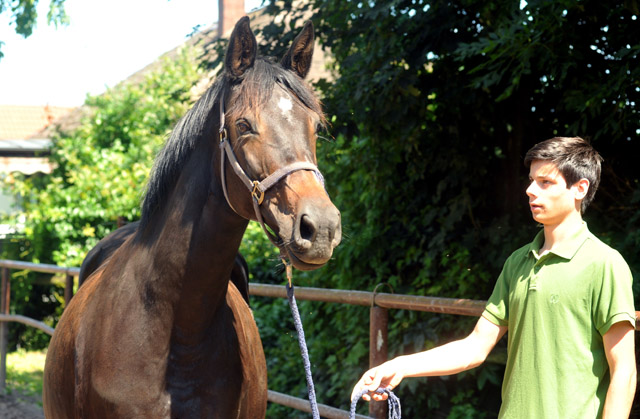 Elitestute Schwalbenspiel und Richard Langels  - Trakehner Gestt Hmelschenburg