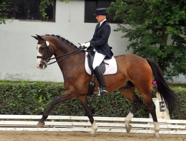 Gentle Giant von Alter Fritz u.d. Pr.St. Guendalina v. Red Patrick xx, Foto: Beate Langels Gestt Hmelschenburg