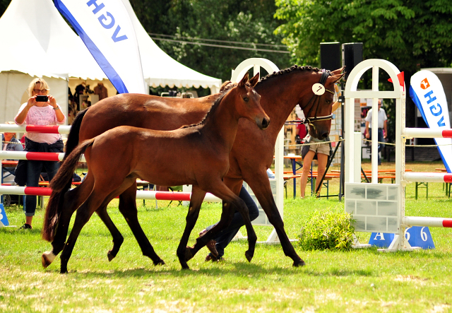 Hengstfohlen von High Motion u.d. Pr.u.StPrSt. Konora v. Hofrat - Foto: Beate Langels