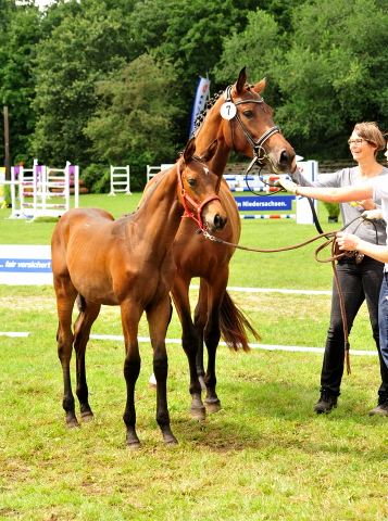 Hengstfohlen von High Motion u.d. Pr.u.StPrSt. Konora v. Hofrat - Foto: Beate Langels