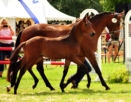 Hengstfohlen von High Motion x Hofrat - Foto: Beate Langels