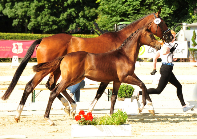 Val de Kallie - Trakehner Filly by Karakallis out of Val de Vienne by Exclusiv - Foto  Beate Langels