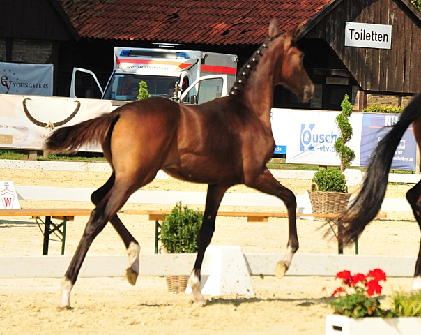 Val de Kallie - Trakehner Filly by Karakallis out of Val de Vienne by Exclusiv - Foto  Beate Langels