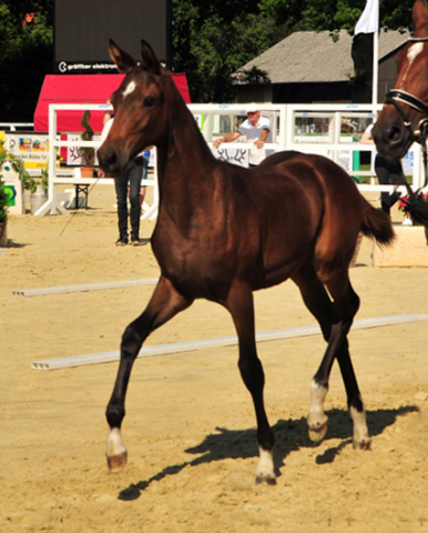 Val de Kallie - Trakehner Filly by Karakallis out of Val de Vienne by Exclusiv - Foto  Beate Langels