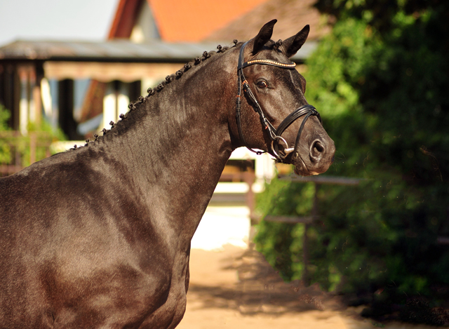 Zweijhriger Hengst von Millenium - Foto: Beate Langels