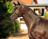 August 2019 - Impressionen - Trakehner Gestt Hmelschenburg 2019 - Foto: Beate Langels