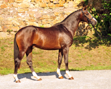 August 2019 - Impressionen - Trakehner Gestt Hmelschenburg 2019 - Foto: Beate Langels