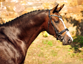 August 2019 - Impressionen - Trakehner Gestt Hmelschenburg 2019 - Foto: Beate Langels