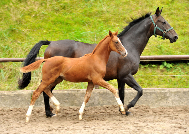 Oldenburger Stutfohlen von Shavalou  u.d. Beloved v. Kostolany - Foto: Beate Langels - Trakehner Gestt Hmelschenburg