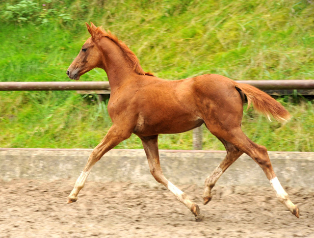 Oldenburger Filly by Shavalou out of Beloved by Kostolany - Foto: Beate Langels - Trakehner Gestt Hmelschenburg