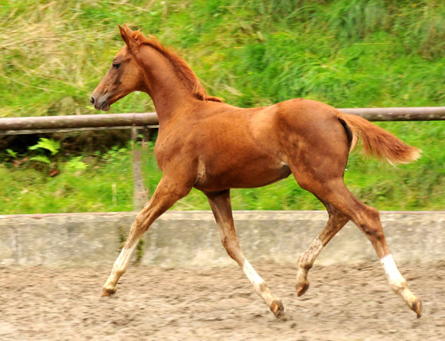 Oldenburger Filly by Shavalou out of Beloved by Kostolany - Foto: Beate Langels - Trakehner Gestt Hmelschenburg