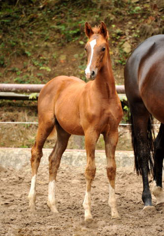 Oldenburger Stutfohlen von Shavalou  u.d. Beloved v. Kostolany - Foto: Beate Langels - Trakehner Gestt Hmelschenburg