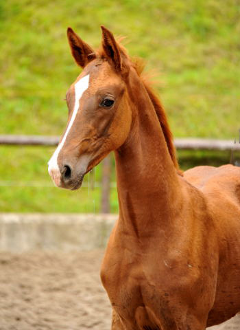 Bezaubernde - Oldenburger Stutfohlen von Shavalou  u.d. Beloved v. Kostolany - Foto: Beate Langels - Trakehner Gestt Hmelschenburg