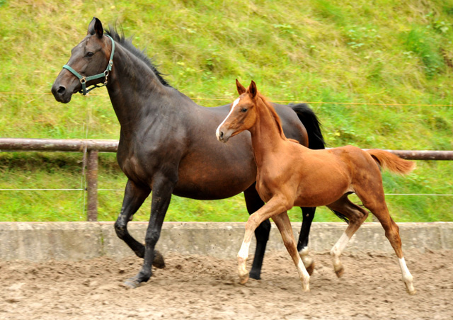 Oldenburger Stutfohlen von Shavalou  u.d. Beloved v. Kostolany - Foto: Beate Langels - Trakehner Gestt Hmelschenburg