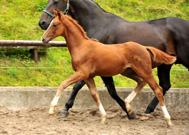 Oldenburger Stutfohlen von Shavalou  u.d. Beloved v. Kostolany - Foto: Beate Langels - Trakehner Gestt Hmelschenburg