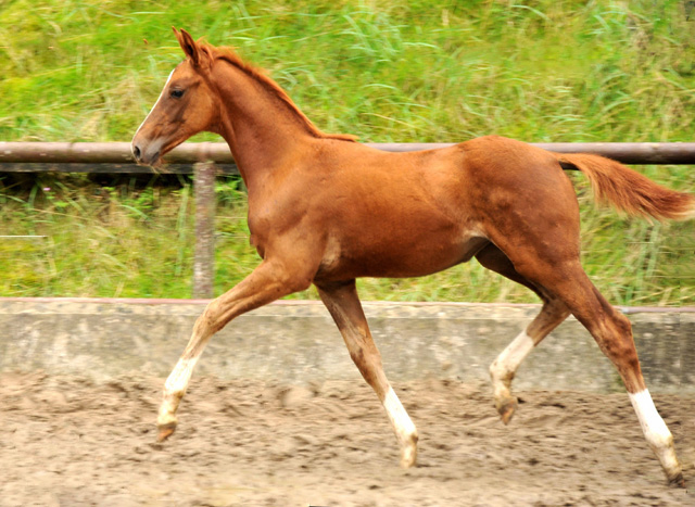 Oldenburger Stutfohlen von Shavalou  u.d. Beloved v. Kostolany - Foto: Beate Langels - Trakehner Gestt Hmelschenburg