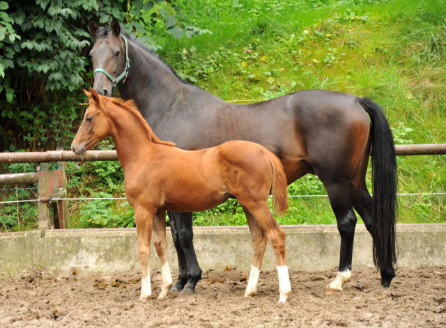 Oldenburger Stutfohlen von Shavalou  u.d. Beloved v. Kostolany - Foto: Beate Langels - Trakehner Gestt Hmelschenburg