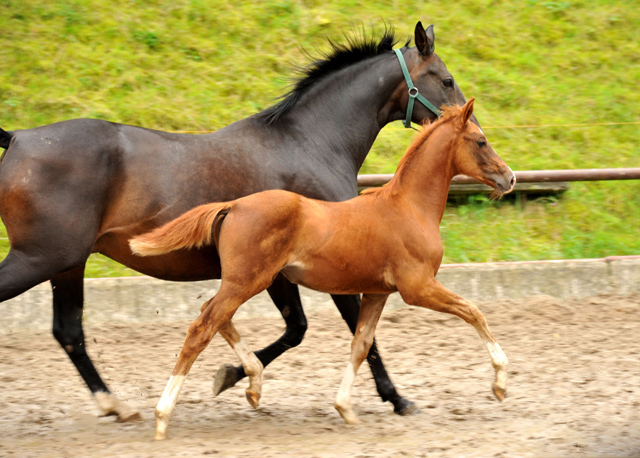 Oldenburger Stutfohlen von Shavalou  u.d. Beloved v. Kostolany - Foto: Beate Langels - Trakehner Gestt Hmelschenburg