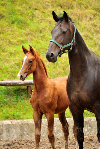 Oldenburger Stutfohlen von Shavalou  u.d. Beloved v. Kostolany - Foto: Beate Langels - Trakehner Gestt Hmelschenburg