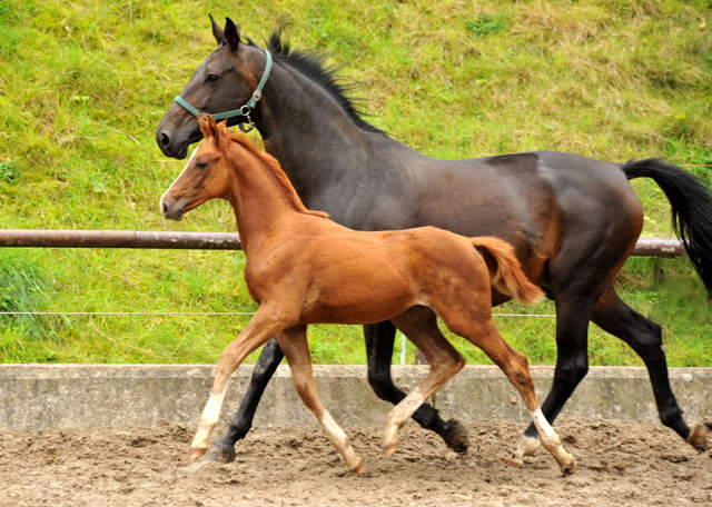 Oldenburger Stutfohlen von Shavalou  u.d. Beloved v. Kostolany - Foto: Beate Langels - Trakehner Gestt Hmelschenburg