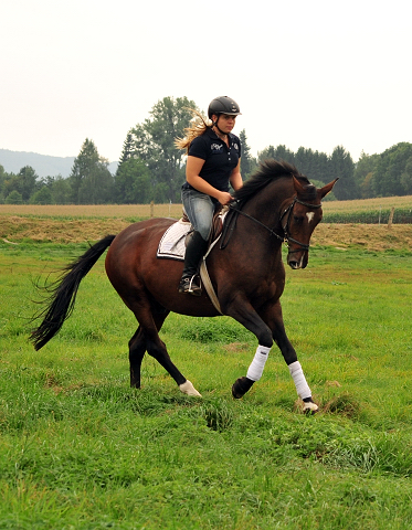 4-jhriger Wallach v. Saint Cyr x Red Patrick xx und Ginger Rogers - Foto: Beate Langels -
Trakehner Gestt Hmelschenburg