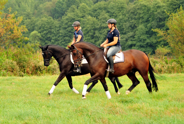 4-jhriger Wallach v. Saint Cyr x Red Patrick xx und Ginger Rogers - Foto: Beate Langels -
Trakehner Gestt Hmelschenburg