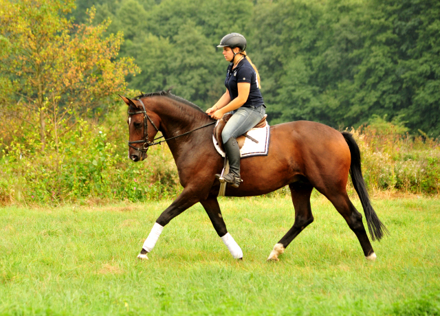 4-jhriger Wallach v. Saint Cyr x Red Patrick xx  - Foto: Beate Langels -
Trakehner Gestt Hmelschenburg