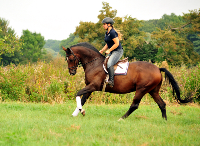 4-jhriger Wallach v. Saint Cyr x Red Patrick xx und Ginger Rogers - Foto: Beate Langels -
Trakehner Gestt Hmelschenburg