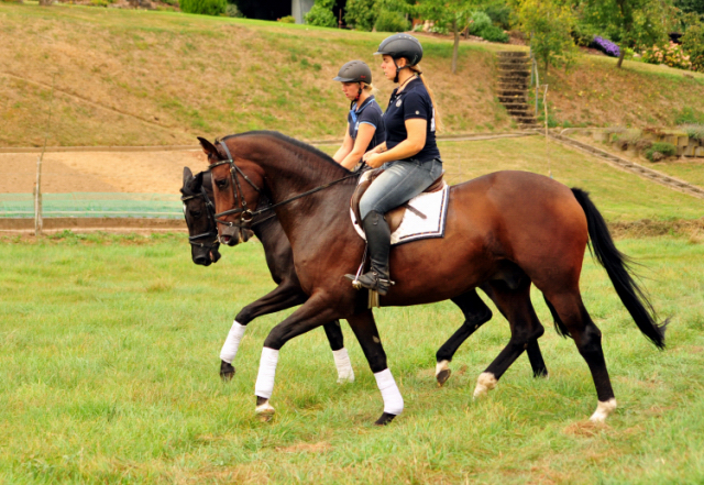 4-jhriger Wallach v. Saint Cyr x Red Patrick xx und Ginger Rogers - Foto: Beate Langels -
Trakehner Gestt Hmelschenburg