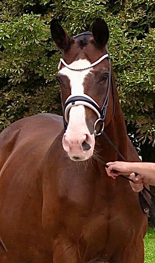 rechts: Gendita von Alter Fritz - Foto: Bus