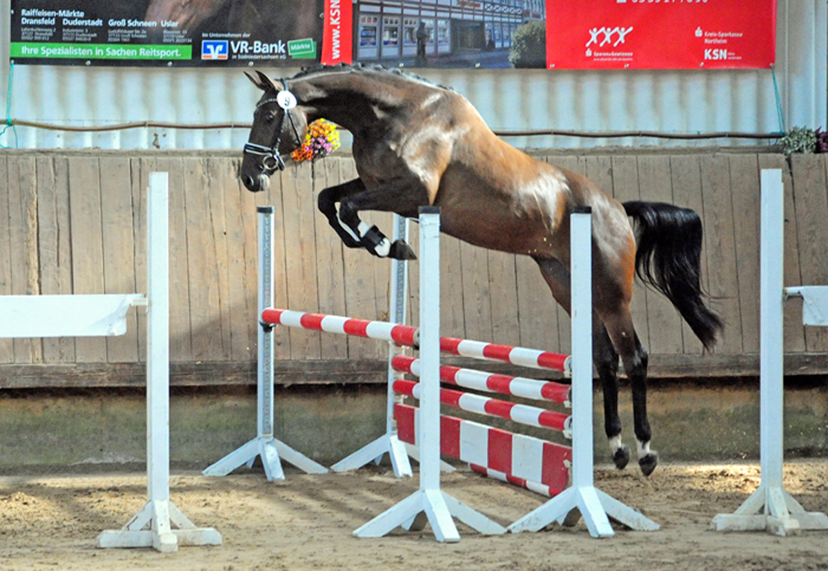 Val d'amour - Trakehner Prmienstute von Tantalos u.d. Pr.St. Val d'Iseree v. High Motion - Trakehner Gestt Hmelschenburg - Foto: Beate Langels - Trakehner Gestt Hmelschenburg