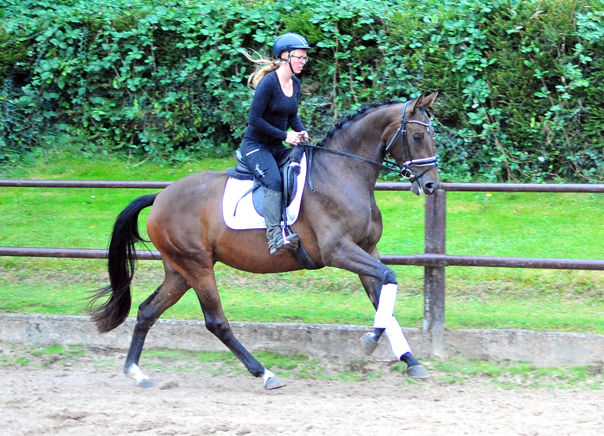 Val d'amour - Trakehner Prmienstute von Tantalos u.d. Pr.St. Val d'Iseree v. High Motion - Trakehner Gestt Hmelschenburg - Foto: Beate Langels - Trakehner Gestt Hmelschenburg