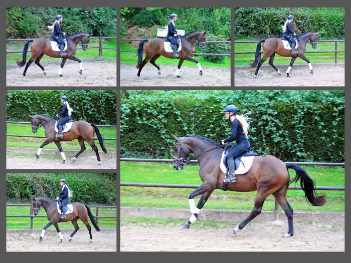 Val d'amour - Trakehner Prmienstute von Tantalos u.d. Pr.St. Val d'Iseree v. High Motion - Trakehner Gestt Hmelschenburg - Foto: Beate Langels - Trakehner Gestt Hmelschenburg