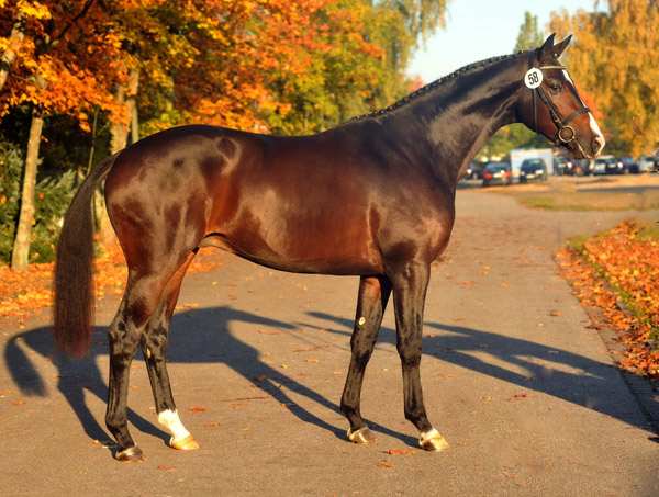 Trakehner Hengst Grand Corazn von Symont u.d. Pr.u.StPrSt. Guendalina v. Red Patrick xx - Trakehner Gestt Hmelschenburg