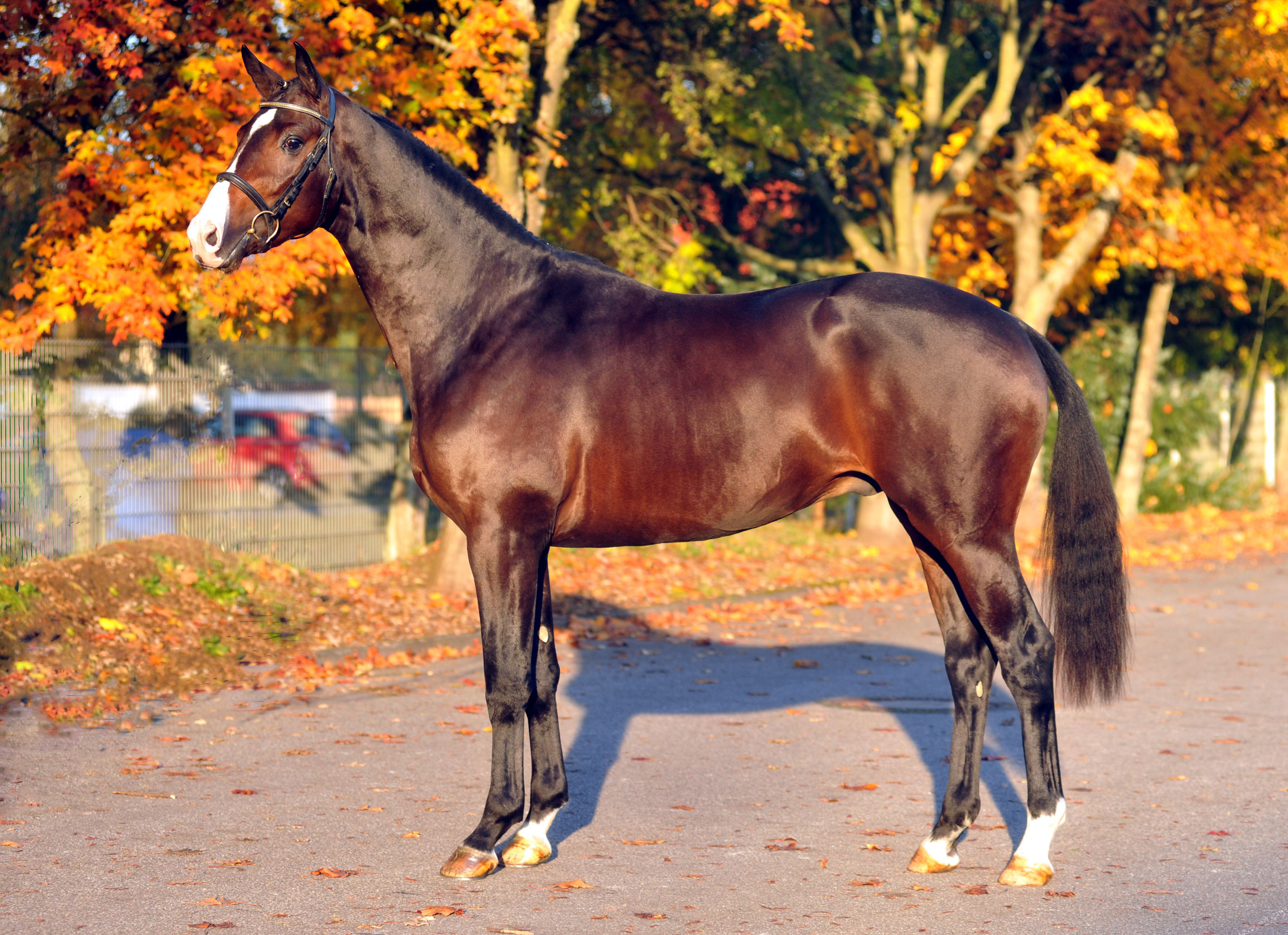 Trakehner Stallion Grand Corazn by Symont out of Pr.a.StPrSt. Guendalina by Red Patrick xx  - Trakehner Gestt Hmelschenburg