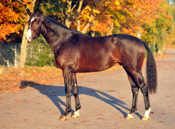 Trakehner Stallion Grand Corazn by Symont out of Pr.a.StPrSt. Guendalina by Red Patrick xx  - Trakehner Gestt Hmelschenburg