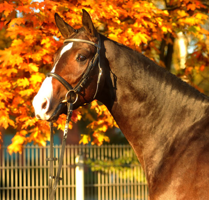 Trakehner Hengst Grand Corazn von Symont u.d. Pr.u.StPrSt. Guendalina v. Red Patrick xx - Trakehner Gestt Hmelschenburg